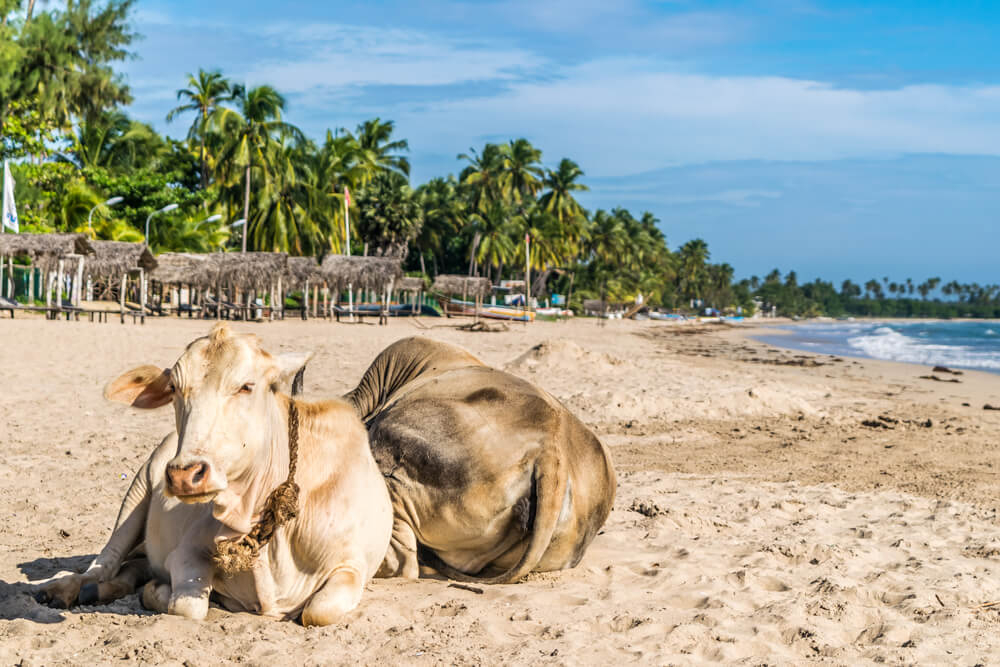 Mejores playas de Sri Lanka