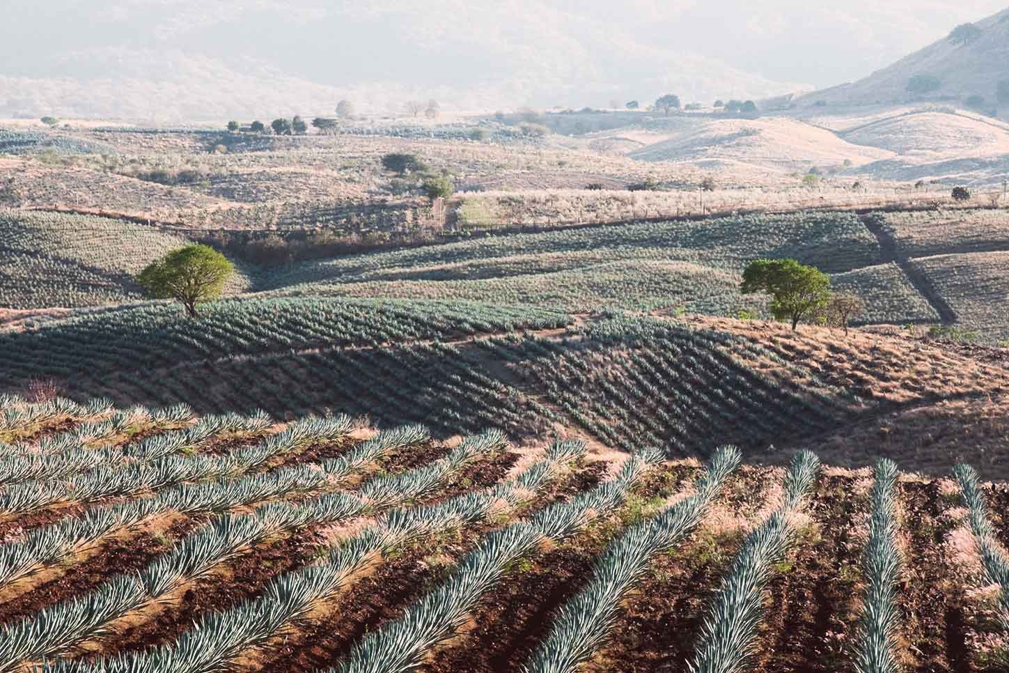 Taste some of the best tequila in Mexico while on holiday in Playa del Carmen