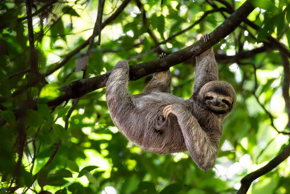 Grüner Tourismus: Ein Faultier in einem der vielen Nationalparks von Costa Rica