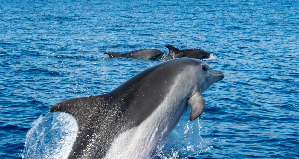 nadar con delfines madeira funchal