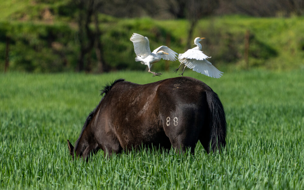 Pferd mit zwei Vögeln in Doñana, Andalusien.