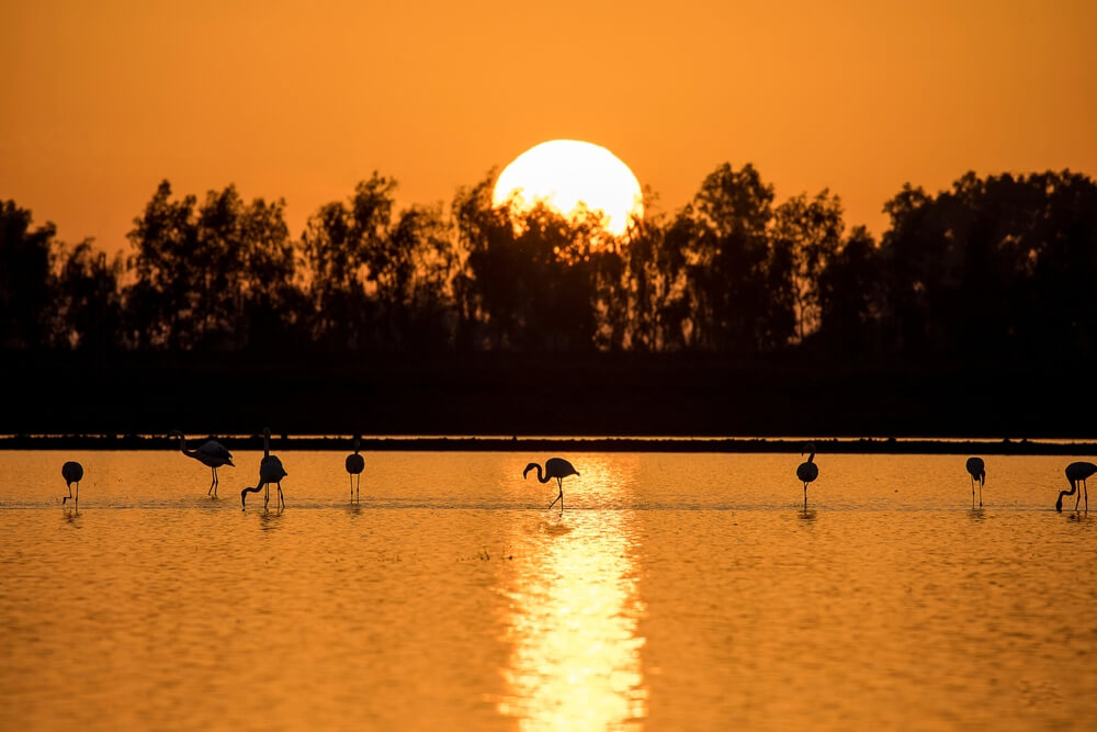 Feuchtgebiet im Nationalpark Doñana mit Flamingos bei Sonnenuntergang.