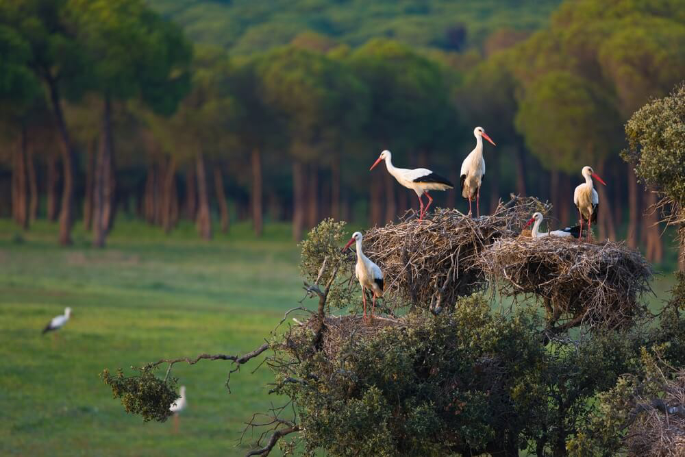 Nationalparks Andalusien: Störche in einer Lichtung im Wald.