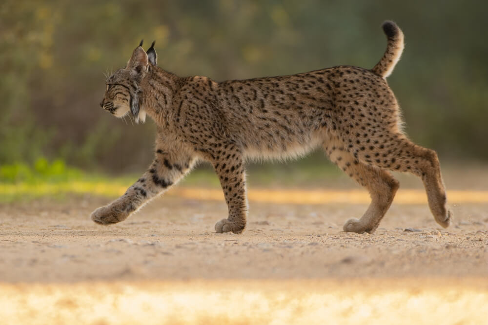 Nationalparks Andalusien: Pardelluchs in Doñana.