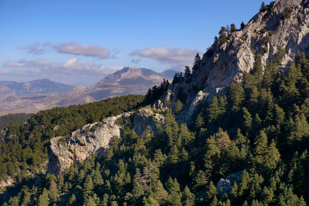 Nationalparks Andalusien: Wald aus Spanischen Tannen in der Sierra de las Nieves.