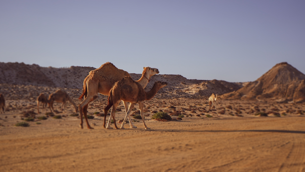 desiertos y oasis de egipto