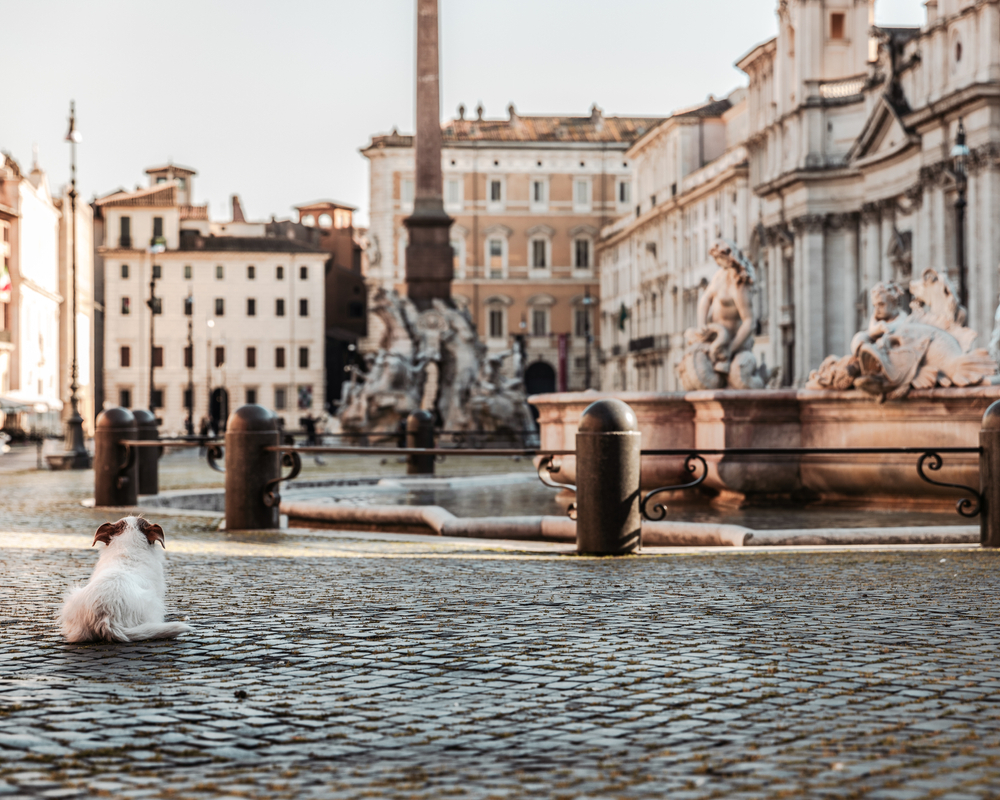 The loneliness of a dog in the emptynss of Piazza Navona