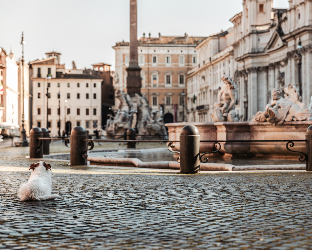 The loneliness of a dog in the emptynss of Piazza Navona