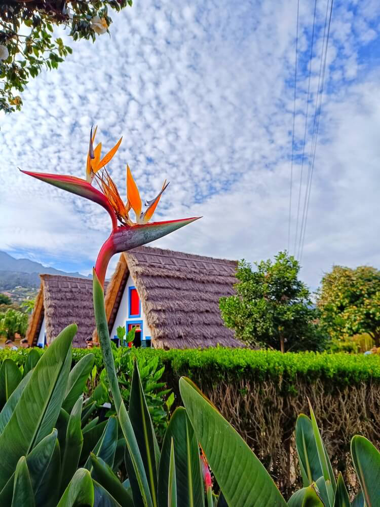 Santana: A traditional house with thatched roof in Santana