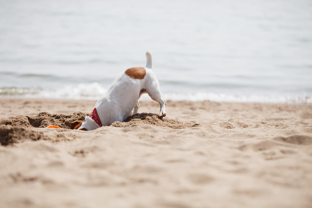 Playas para perros en Andalucía