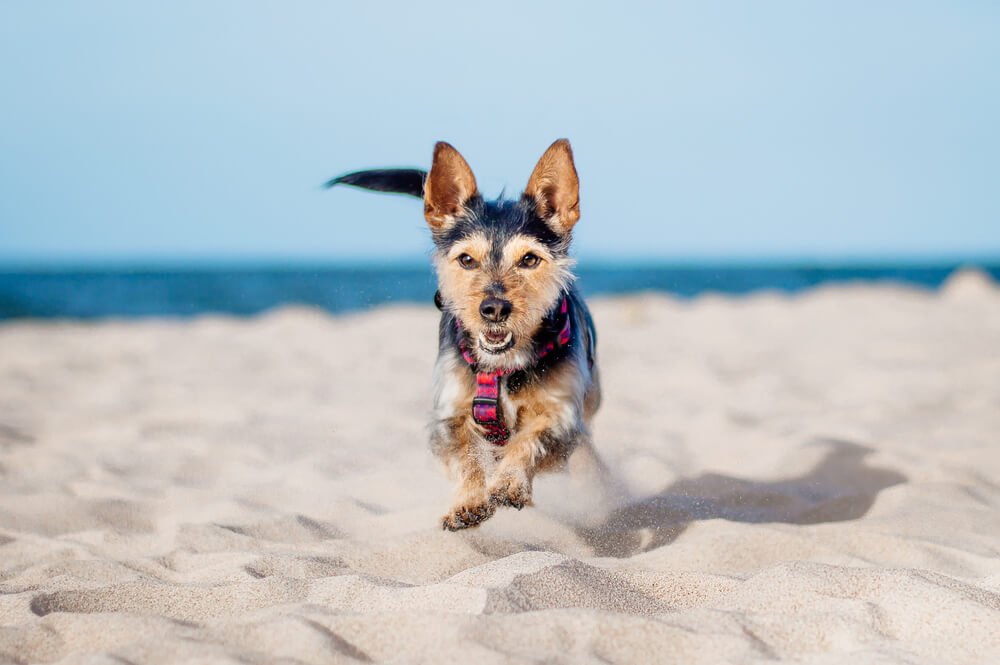 Playas para perros en Gran Canaria