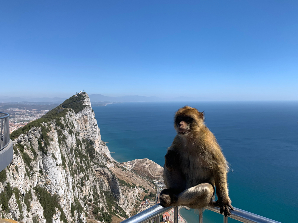 Gibraltar: A little brown monkey sat on a railing with The Rock of Gibraltar in the distance