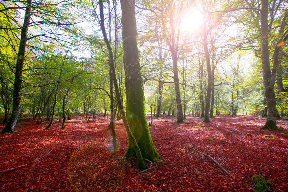 Autumn Selva de Irati fall beech jungle in Navarra Pyrenees of Spain