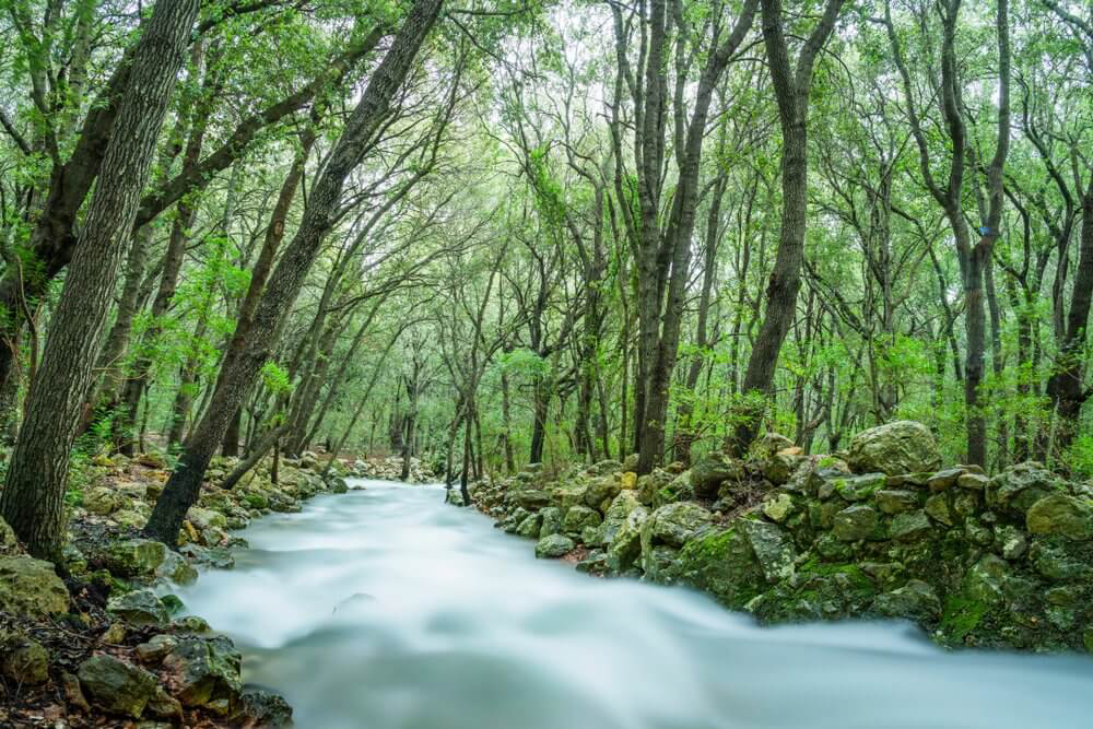 Ses Fonts Ufanes auf Mallorca: sprudelnde Quellen auf dem Waldboden.