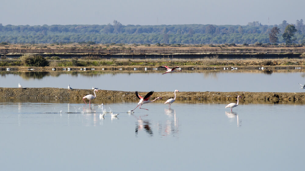 Aktivurlaub Spanien: der Naturpark Marismas del Odiel in Huelva.