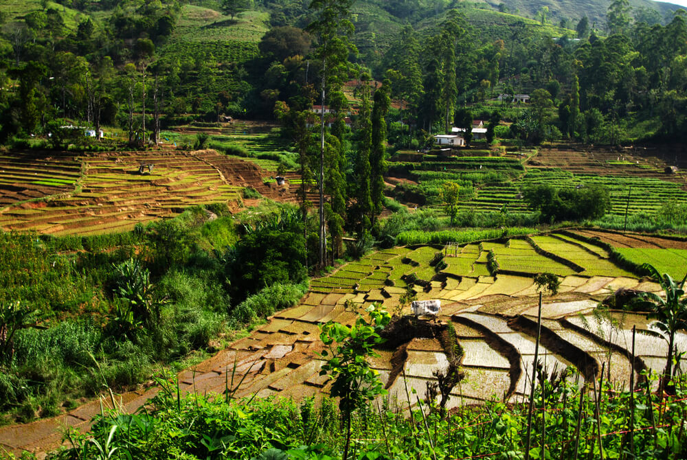 Street food in Sri Lanka: A bird’s eye view of the lush green rice fields in Sri Lanka