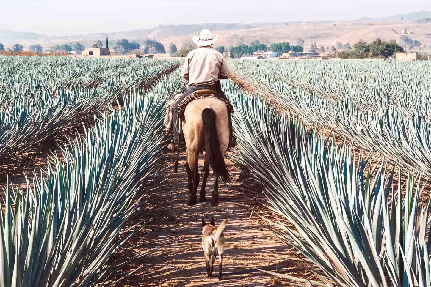 tequilas mexicanos