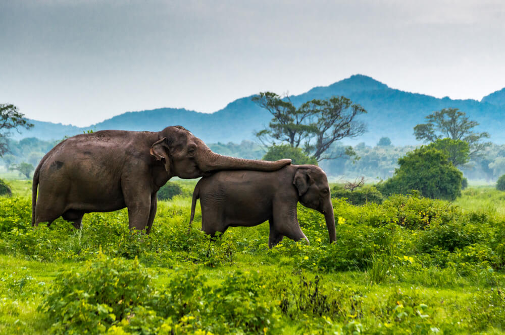 Minneriya National Park: Mother and baby elephant playing in the middle of green surroundings