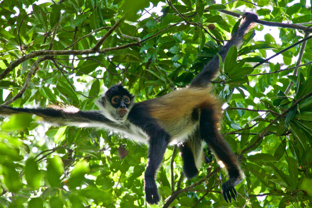 Klammeraffe in Costa Rica in einem Baum hängend.