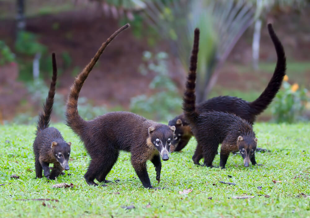 Nasenbären in Costa Rica.