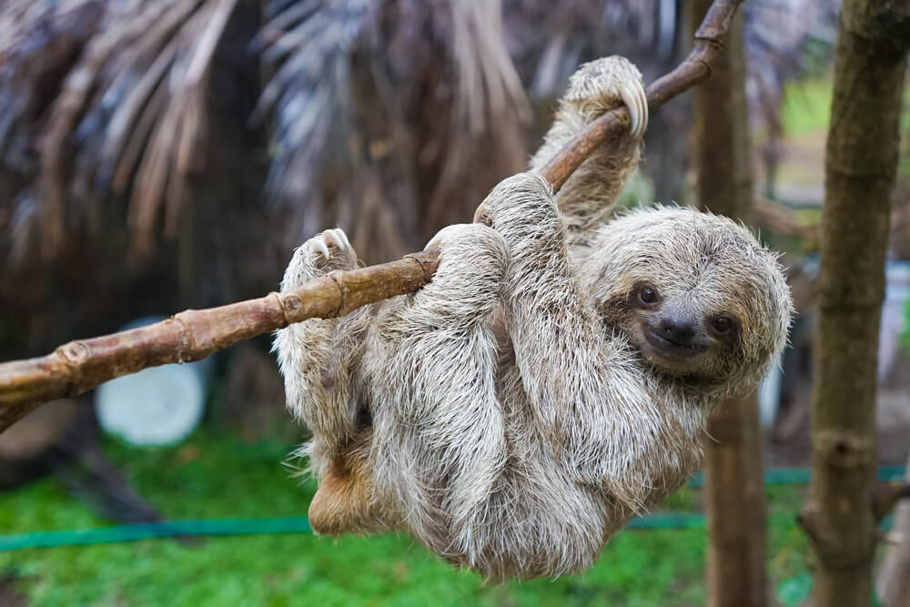 Tiere in Costa Rica: Dreifinger-Faultier an einem Baum hängend.