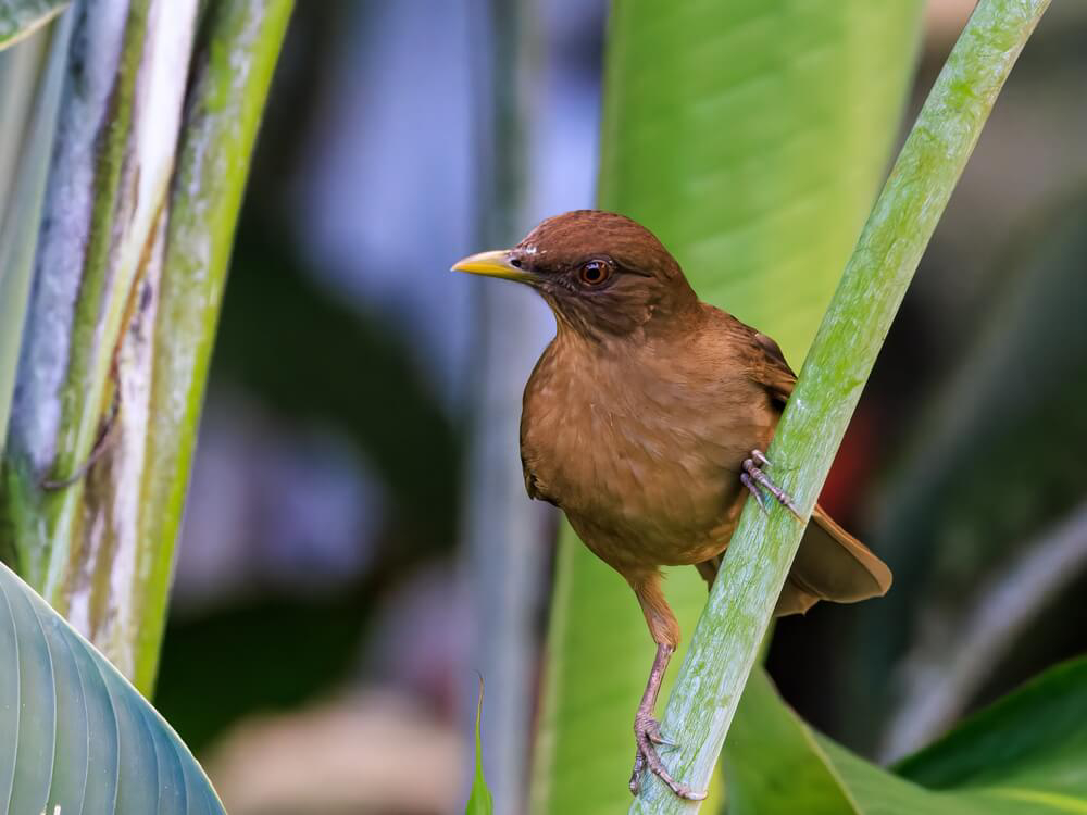 Tiere in Costa Rica: eine Gilbdrossel an einem Zweig.