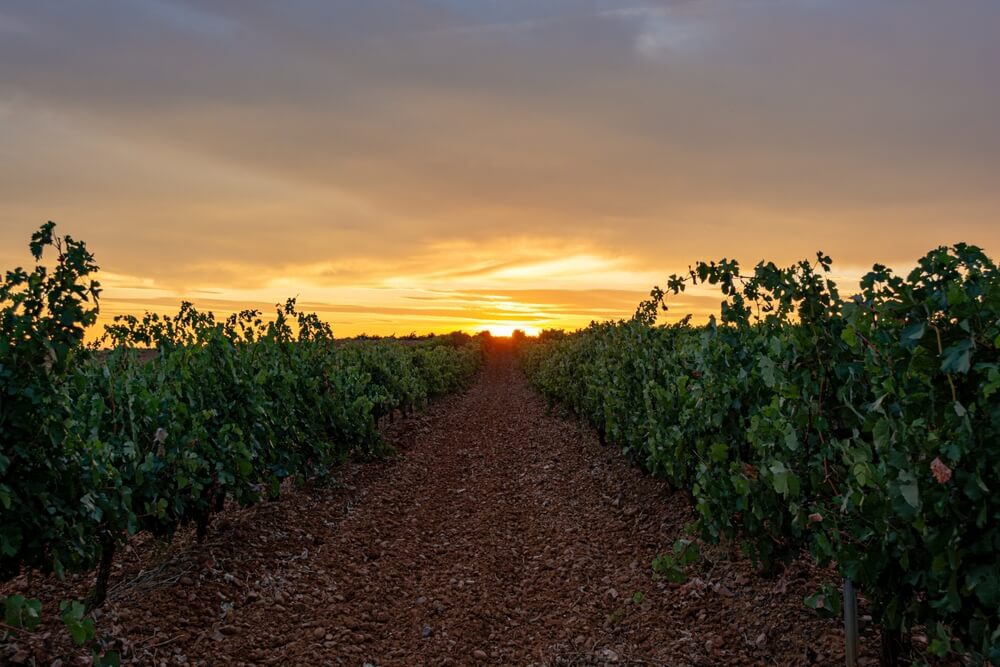 Sonnenuntergang über einem Weinberg.