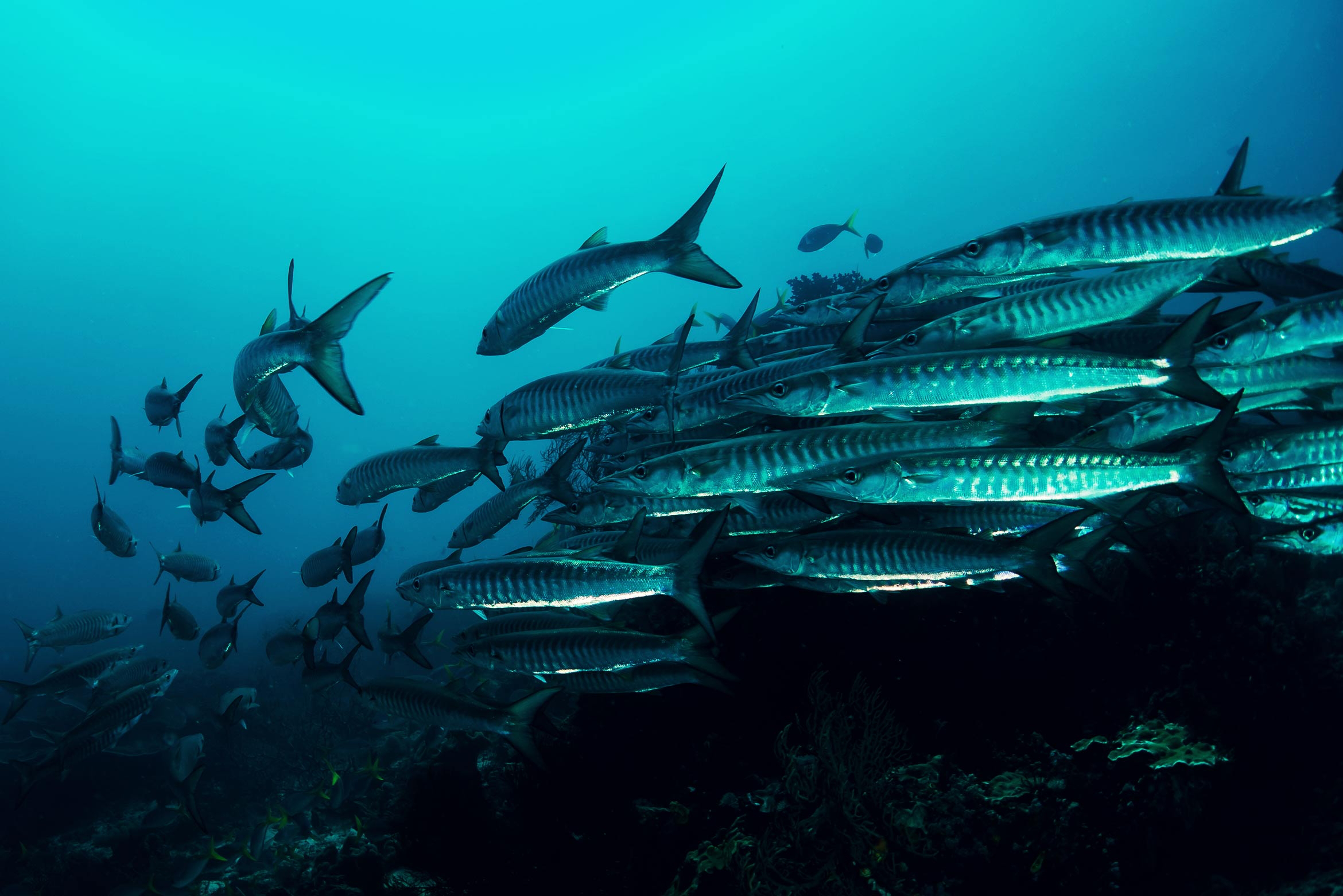 tulum-mexico-barracudas-pin-and-travel@2x