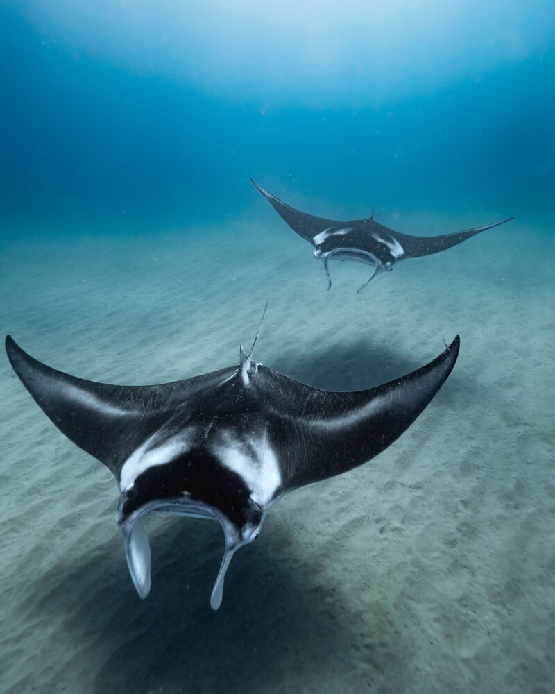 Unterwasserwelt der Malediven: Mantarochen schwimmen am Meeresgrund.