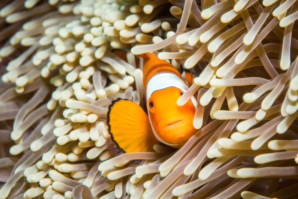 Clownfisch in einer Anemone.