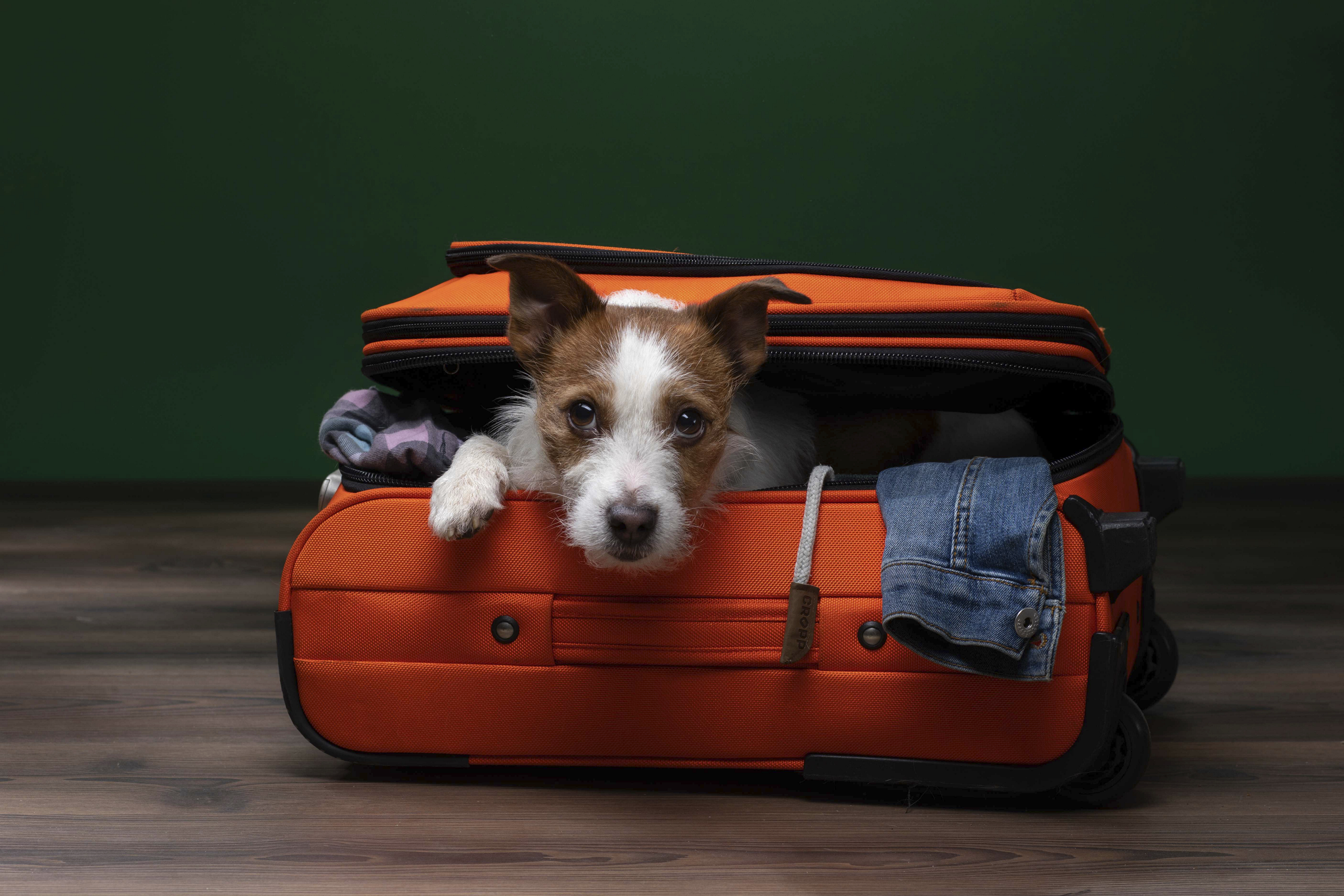 hoteles que admiten perros