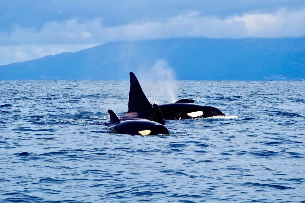 ver ballenas azores