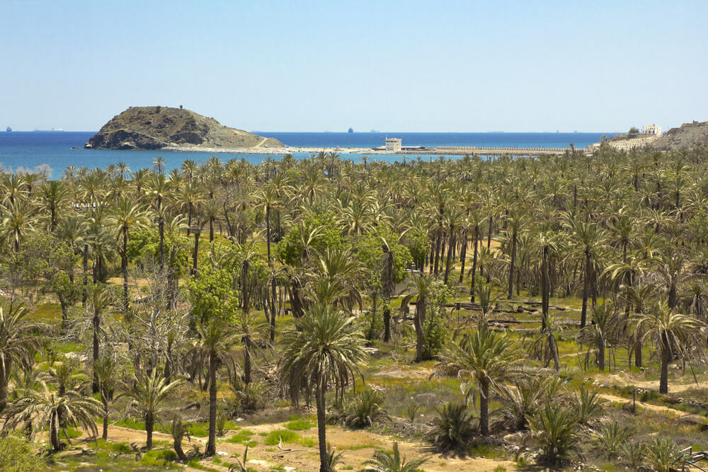 Vereinigte Arabische Emirate: Palmenwald in Fujairah