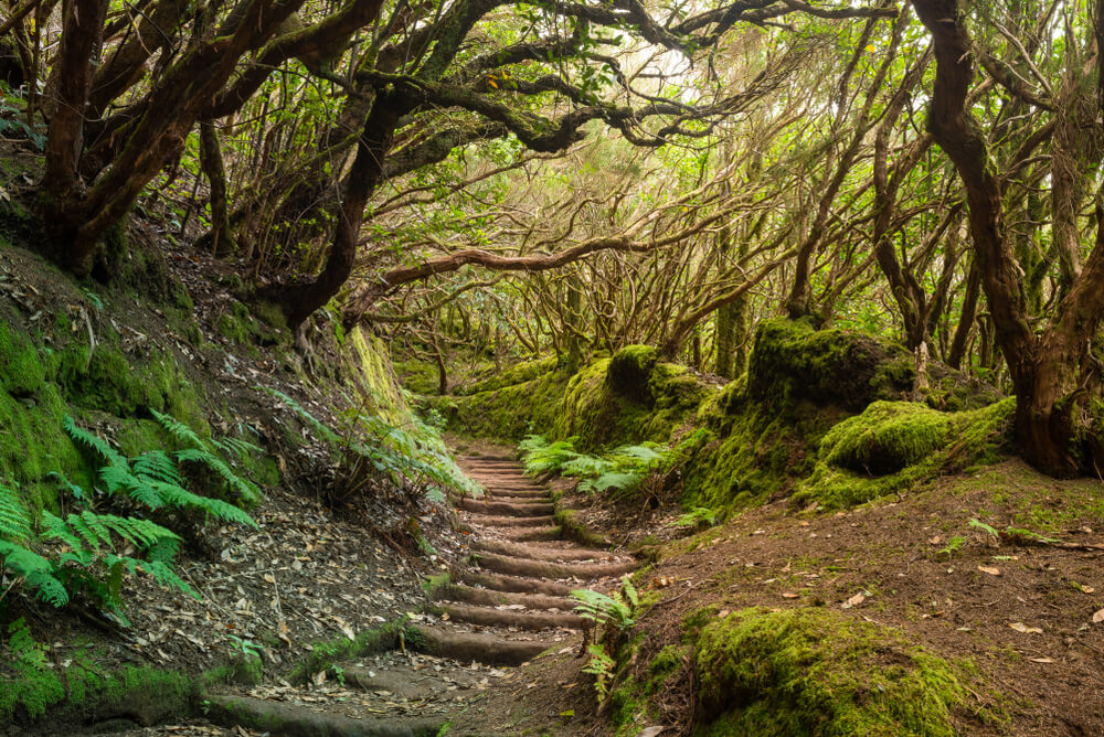 viajar a tenerife