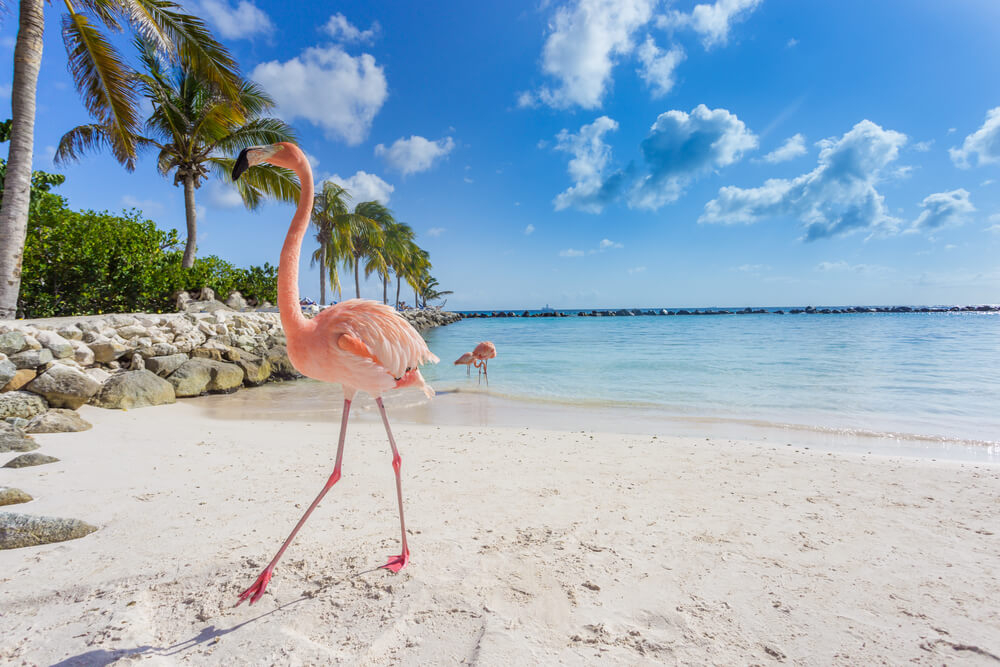 viajar a aruba