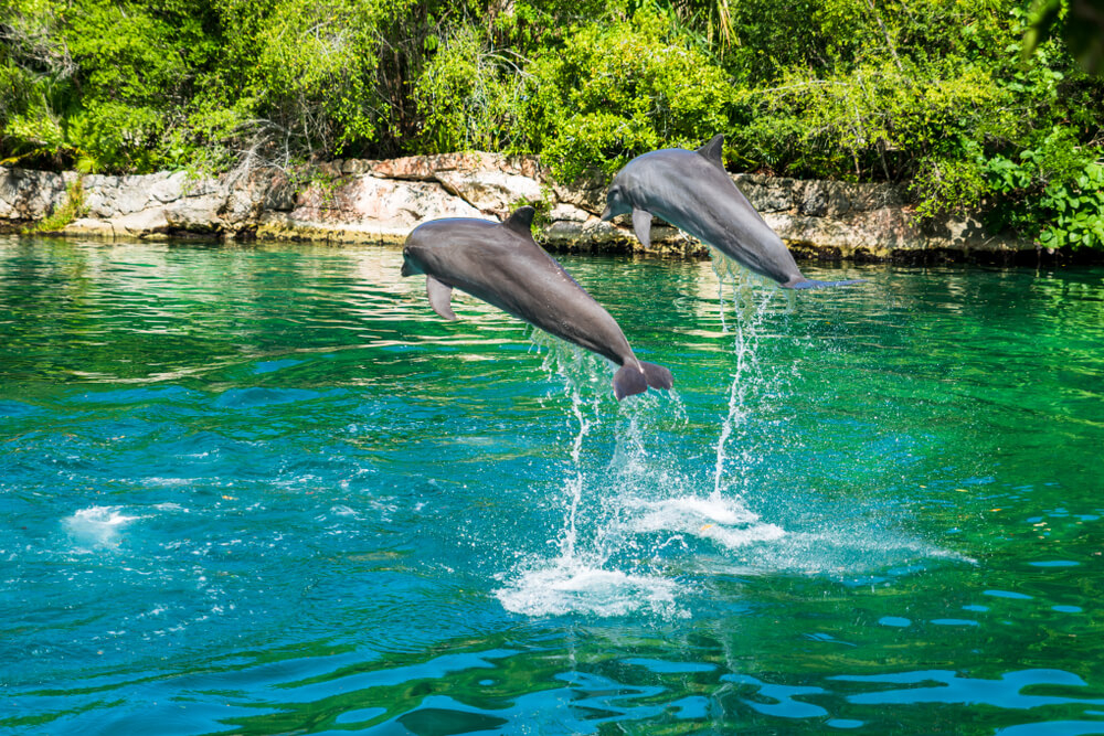 Xel-Ha in Cancun is one of the fun, warm places to go for new years eve for families