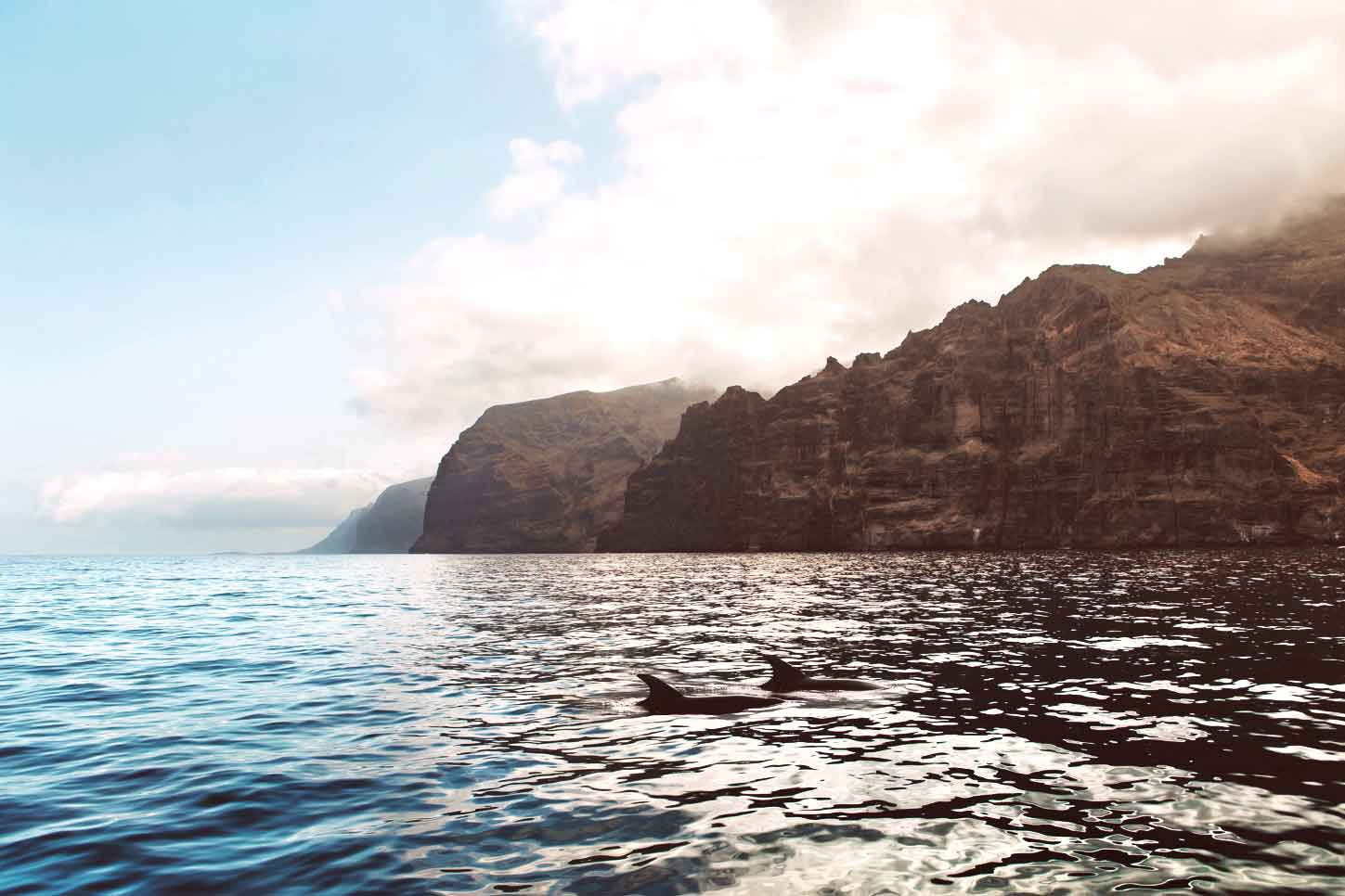 The best time to see whales in the Canary Islands is all year round