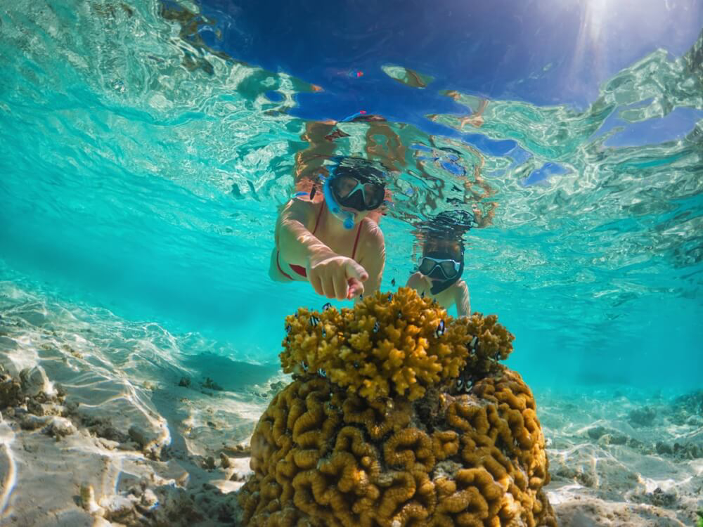 Wildlife in the Maldives: A close up of the coral reefs of the Maldives with fishes 