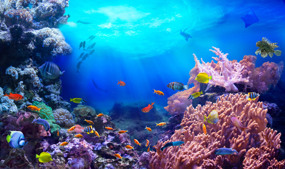 Wildlife in the Maldives: Two scuba divers looking at a group of red fish