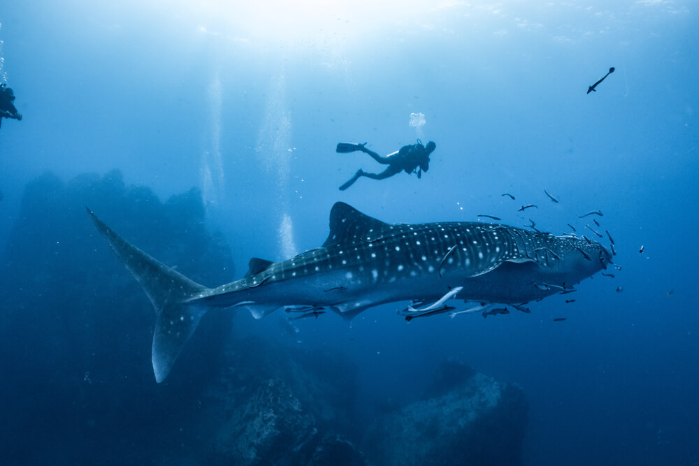 With over 2000 species of fish calling these shores home, the wildlife in the Maldives is a top attraction