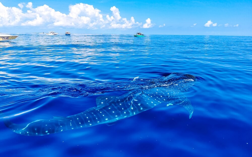 Whale sharks may seem scary but they are just another harmless part of the Yucatan wildlife