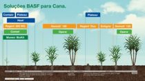 Crescimento de cana BASF Brasil