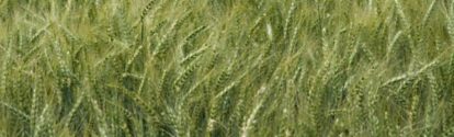 Cultivo de trigo BASF Argentina