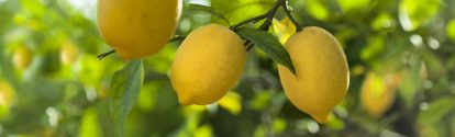 Tres limones en el arbol BASF Argentina