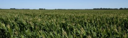Plantaciones maiz BASF Argentina
