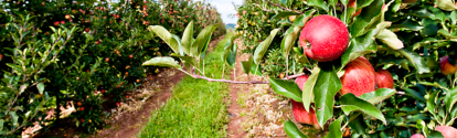 Plantacion de manzanas BASF Argentina