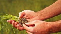 BASF_1_Rice_plant.jpg