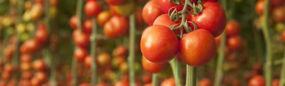 Tomates vermelhos prontos para colheita BASF Brasil