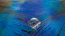 Water drop on Blue and Purple  Colored Feather