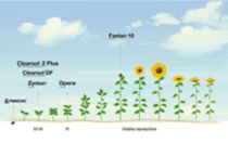 Ilustracion de cultivo de girasol BASF Argentina